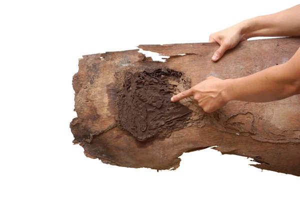 Dłoń Stolarza Wskazująca Deskę Drewnianą Zniszczoną Przez Termity Odizolowane Biało — Zdjęcie stockowe