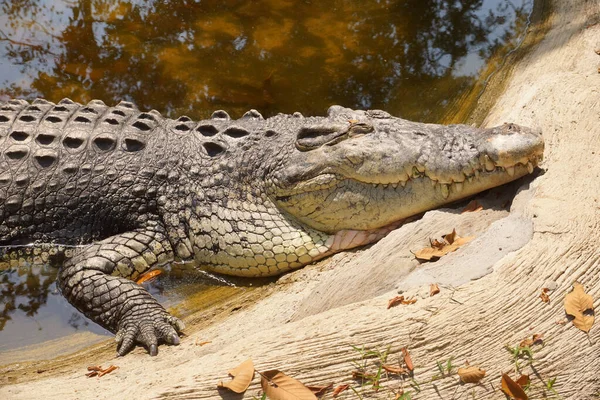 Coccodrillo Sdraiato Sole — Foto Stock