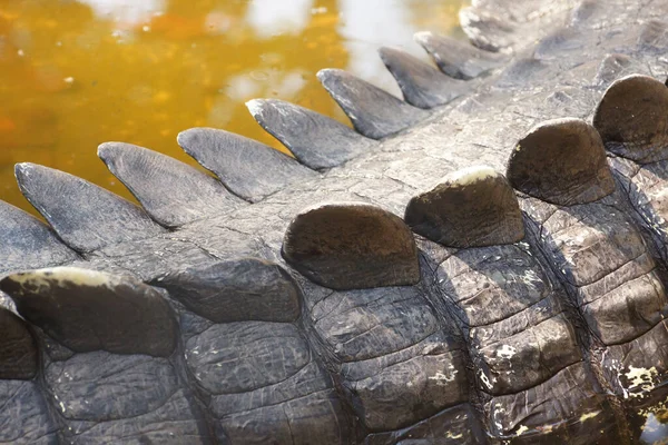 Closeup Shot Crocodile Tail — Stock Photo, Image