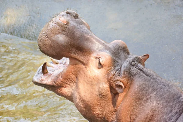 Primer Plano Del Hipopótamo Abre Boca —  Fotos de Stock