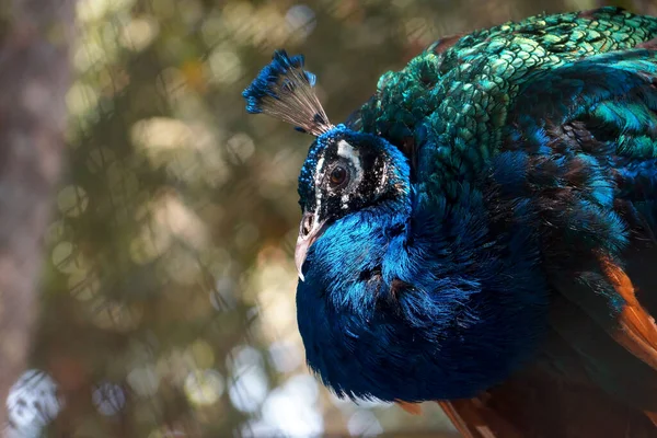 Colorful Peacock Sitting Resting — Stock Photo, Image