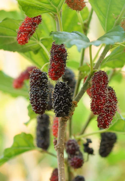 Mulberry Fruits Branch — Stock Photo, Image