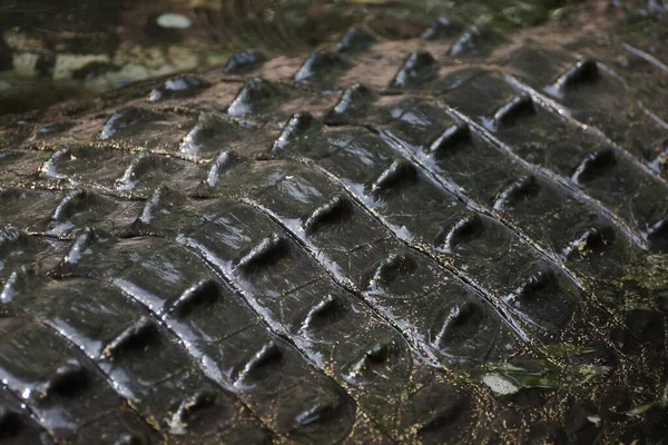 Крупним Планом Знімок Шкіри Крокодила Спині — стокове фото