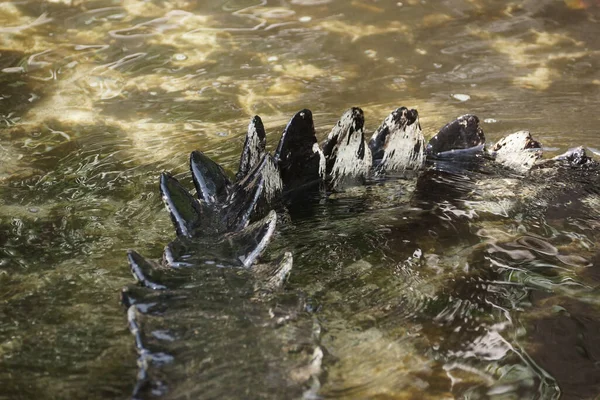 Крупним Планом Знімок Хвоста Крокодила — стокове фото