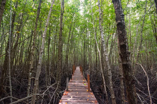 Tung Prong Thong Mangrove Forest Boardwalk Pak Nam Krasae Klaeng — Stock fotografie