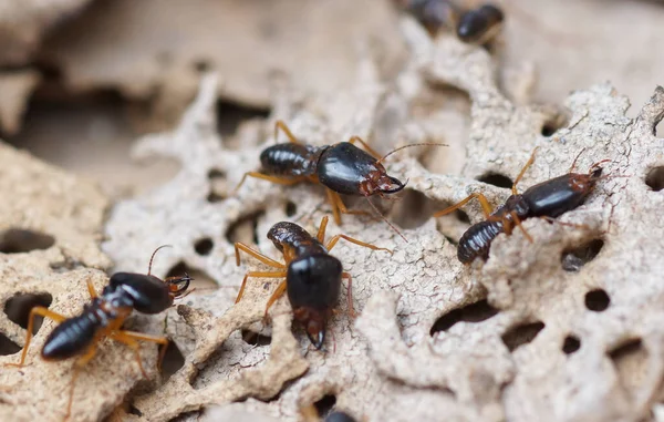 Termieten Vernietigen Hout Uit Grond Termiet Probleem Huis Concept — Stockfoto