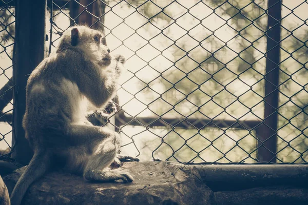 Macaco Ficar Gaiola Olhando Para Fora — Fotografia de Stock