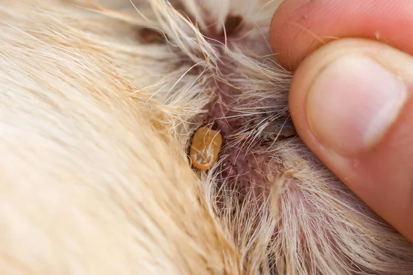 Pet owner finding ticks biting and suckin blood from dog