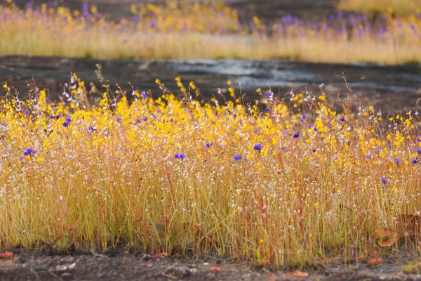 Utricularia Delphinioides Und Lentibulariaceae Grasblumenfeld Nordosten Thailands Gefunden — Stockfoto