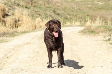 Köpek çikolatalı labrador retriever ağzın açık şekilde yolda kal. 