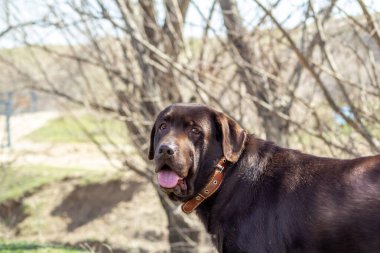 Köpek çikolatalı labrador retriever açık ağızlı yeşil çimlerde kalır.