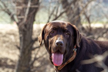 Köpek çikolatalı labrador retriever açık ağızlı yeşil çimlerde kalır.