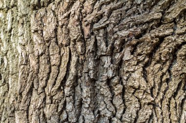 Yeşil yosunlu ağaç kabuğu. Grunge ahşap doku. Kabartmalı meşe kabuğu.