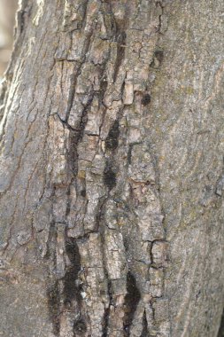 Yeşil yosunlu ağaç kabuğu. Grunge ahşap doku. Kabartmalı meşe kabuğu.