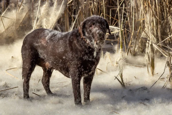 chocolate dog Labrador retriever stand by reeds. brown dog playing in reeds down