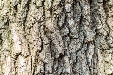 Yeşil yosunlu ağaç kabuğu. Grunge ahşap doku. Kabartmalı meşe kabuğu.