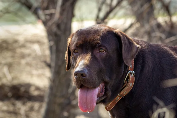 Köpek çikolatalı labrador retriever açık ağızlı yeşil çimlerde kalır.