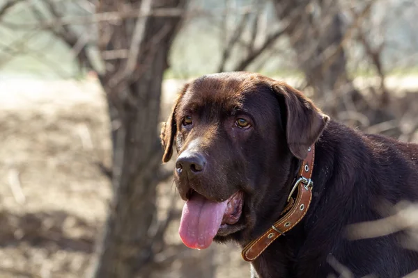 Köpek çikolatalı labrador retriever açık ağızlı yeşil çimlerde kalır.