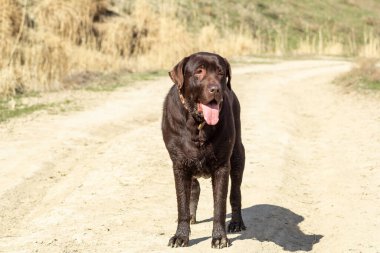 Köpek çikolatalı labrador retriever ağzın açık şekilde yolda kal. 