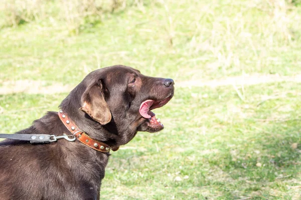 dog chocolate labrador retriever stay on green grass background