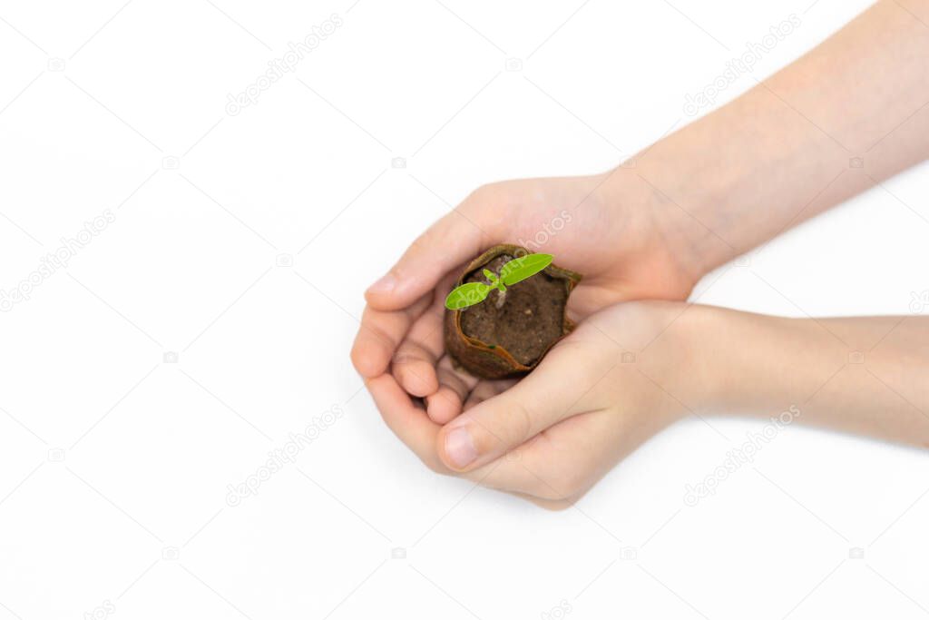 Kid holding young sprout of tomato. Child with green sprig in both hands. Earth day holiday concept. isolated on white background