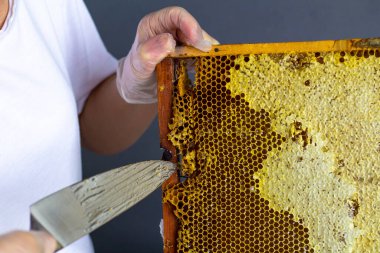 Arıcı balı ahşap çerçeveden çıkarıyor, bal peteğini özel bir bıçakla kesiyor..