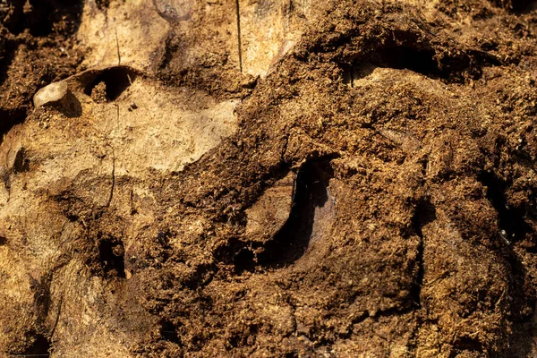 Baumrinde mit grünem Moos. Grunge Holzstruktur. Geprägte Rinde aus Eiche — Stockfoto