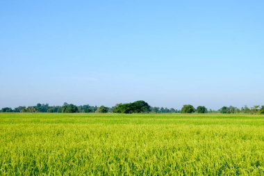 güzel yaz yeşil çim alanı. 