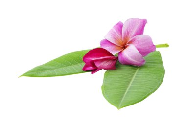 Plumeria çiçek