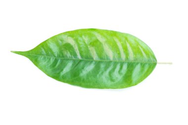 Beyaz arkaplanda Durian yaprakları izole