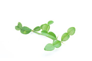 Bergamot izole üzerinde beyaz arka plan bırakır