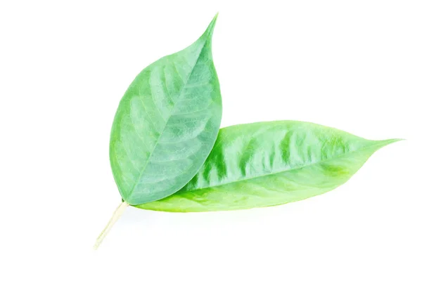 Grüne Blätter des Durians isoliert auf weißem Hintergrund — Stockfoto