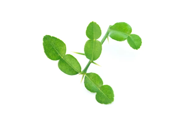 Bergamotte Blätter isoliert auf weißem Hintergrund — Stockfoto