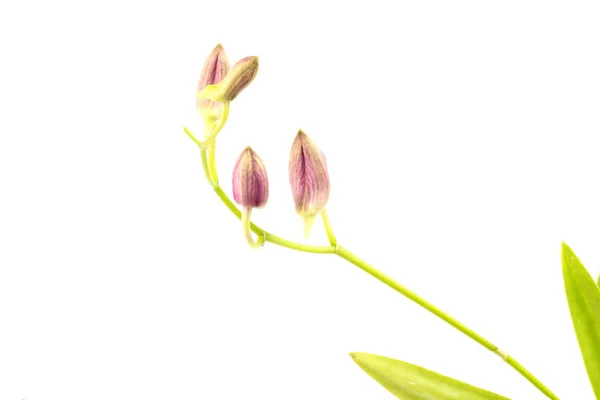Красивые фиолетовые цветы орхидеи Фаленопсис — стоковое фото