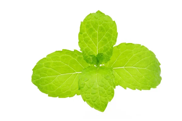 Frische grüne Minzblätter isoliert auf weißem Hintergrund — Stockfoto