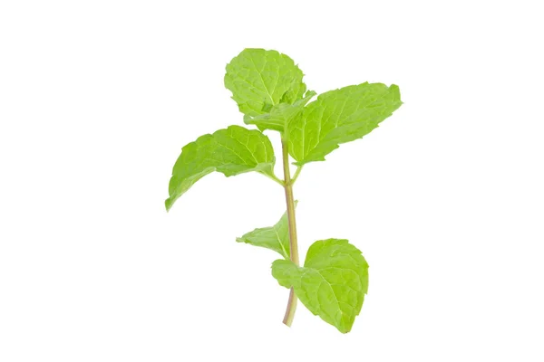 Fresh spearmint leaves isolated on the white background. — Stock Photo, Image