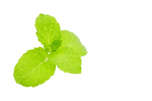 Fresh spearmint leaves isolated on white background. — Stock Photo, Image