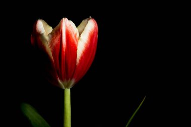 Siyah zemin üzerine kırmızı parlayan Lale