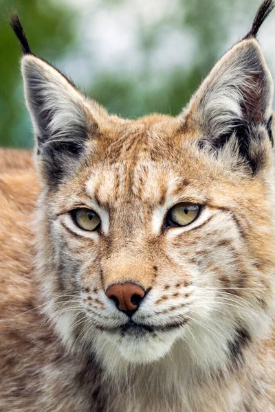 Closeup and detailed animal wildlife portrait of a beautiful eurasian lynx (lynx lynx, felis lynx), outdoors in the wilderness. Eye contact and close encounter, details of tufts and face. Vertical crop.