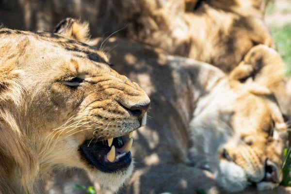 Lions relaxing in the shadows in masai mara national park on the tanzanian border. Wildlife and safari concept.