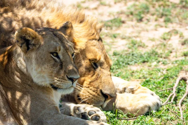 Lions relaxing in the shadows in masai mara national park on the tanzanian border. Wildlife and safari concept.