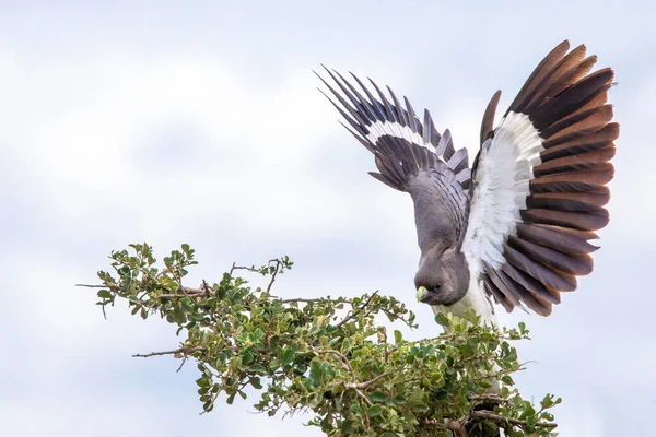 White bellied go away bird with wings spread are landing in a tree in Samburu/Kenya/Africa. Wildlife, safari, birds, birding, birdlife concept.
