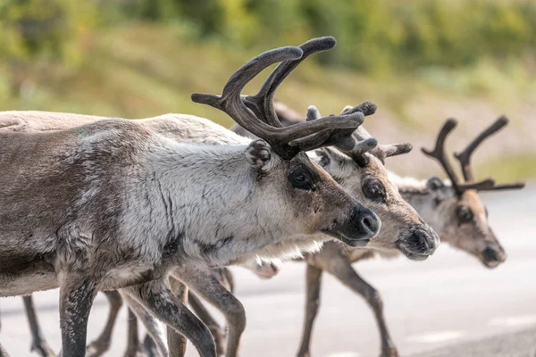 Reindeers in the middle of the road in Northern Sweden, Arvidsjaur/Jokkmokk. Animal, wildlife and travel concept.