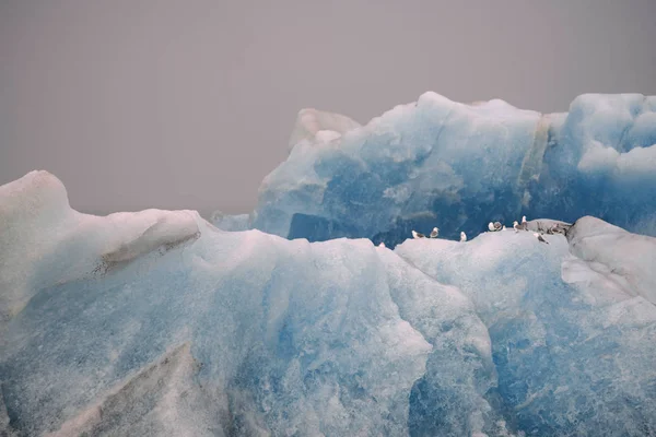 Iceberg with seagulls in Jokulsarlon in Iceland. Iceberg, birds, animal, melting, global warming concept.