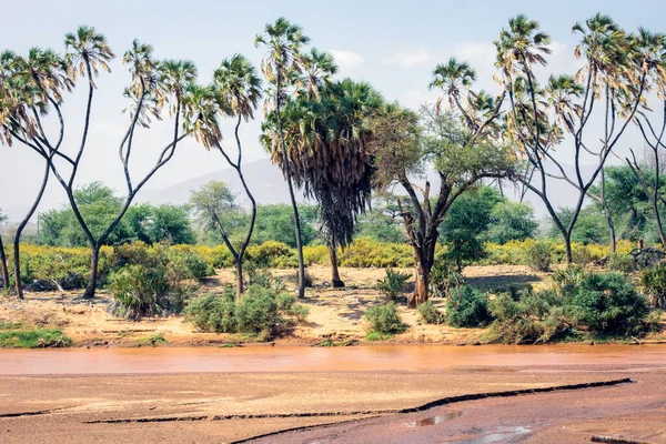 Palm trees next to dried in river in Samburu/kenya/africa.. Dry period, landscape and travel conept.