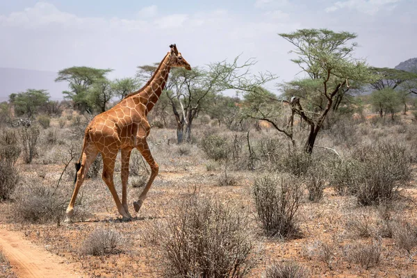 A big beautiful reticulated giraffe are walking by in samburu/kenya/africa. Wildlife; safari; african; giraffes concept.