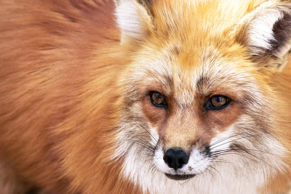 Red fox portraiture of face and fur. Animal, zoo, wildlife, animals concepts.