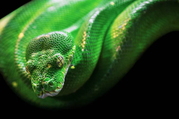 Green tree python with skin texture and yellow eyes on black background. Powerful, green, zoo, reptile and snake concept.