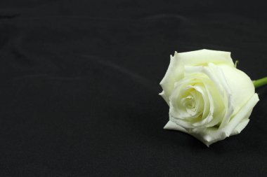 Siyah arkaplanda güzel beyaz bir gül