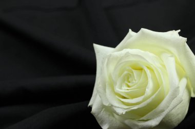 Siyah arkaplanda güzel beyaz bir gül